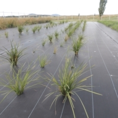 Lomandra multiflora at Hume, ACT - 18 Dec 2023 06:25 PM