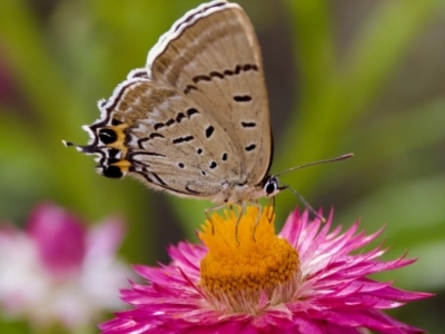 Jalmenus ictinus (Stencilled Hairstreak) at ANBG - 17 Feb 2024 by KorinneM