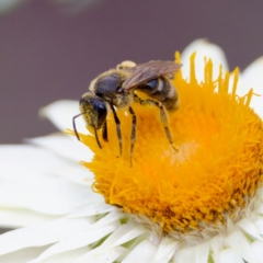 Lasioglossum (Chilalictus) sp. (genus & subgenus) (Halictid bee) at Acton, ACT - 17 Feb 2024 by KorinneM