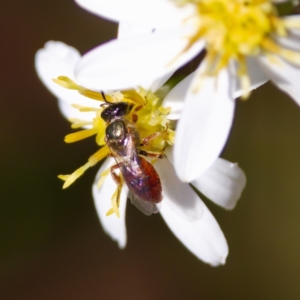 Lasioglossum (Homalictus) punctatum at ANBG - 17 Feb 2024 04:16 PM