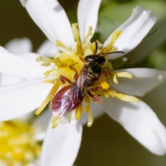 Lasioglossum (Homalictus) punctatum at ANBG - 17 Feb 2024 04:16 PM