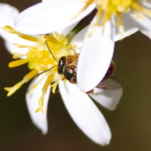 Lasioglossum (Homalictus) punctatum at ANBG - 17 Feb 2024 04:16 PM