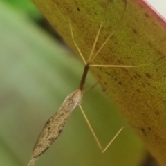 Austrolimnophila antiqua (Crane fly) at Burnside, QLD - 15 May 2024 by clarehoneydove