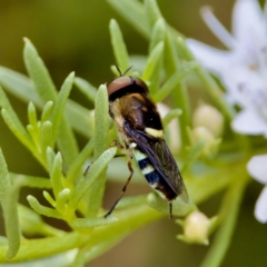 Odontomyia hunteri at ANBG - 17 Feb 2024