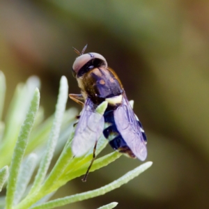 Odontomyia hunteri at ANBG - 17 Feb 2024