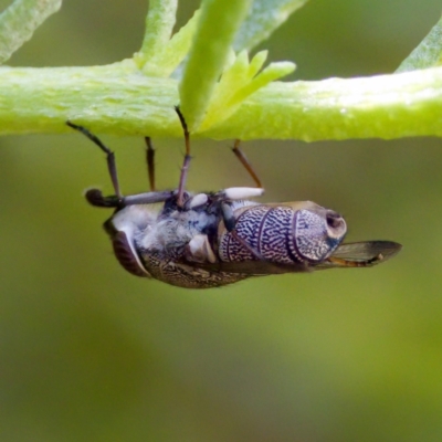 Stomorhina sp. (genus) (Snout fly) at ANBG - 17 Feb 2024 by KorinneM