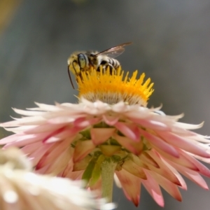 Megachile (Eutricharaea) macularis at ANBG - 17 Feb 2024