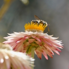 Megachile (Eutricharaea) macularis at ANBG - 17 Feb 2024 04:04 PM