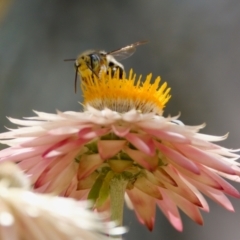 Megachile (Eutricharaea) macularis at ANBG - 17 Feb 2024