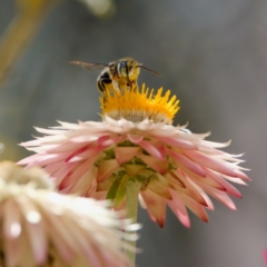 Megachile (Eutricharaea) macularis at ANBG - 17 Feb 2024 04:04 PM