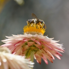 Megachile (Eutricharaea) macularis at ANBG - 17 Feb 2024 04:04 PM