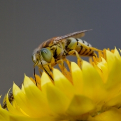 Bembix sp. (genus) (Unidentified Bembix sand wasp) at ANBG - 17 Feb 2024 by KorinneM