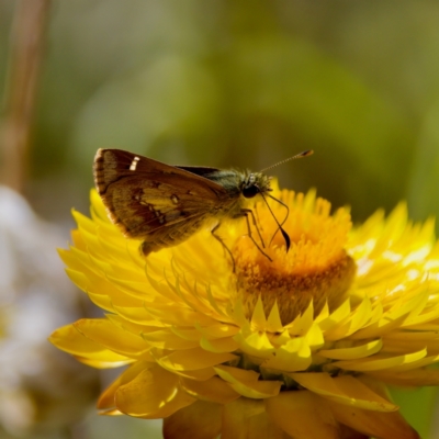 Dispar compacta (Barred Skipper) at GG179 - 17 Feb 2024 by KorinneM