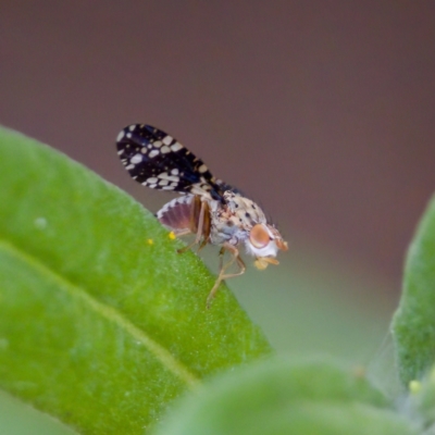 Austrotephritis fuscata (A fruit fly) at Acton, ACT - 17 Feb 2024 by KorinneM