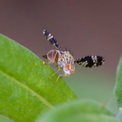 Austrotephritis fuscata at suppressed - 17 Feb 2024