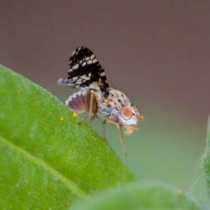 Austrotephritis fuscata at suppressed - 17 Feb 2024