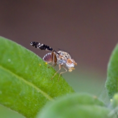 Austrotephritis fuscata at suppressed - 17 Feb 2024