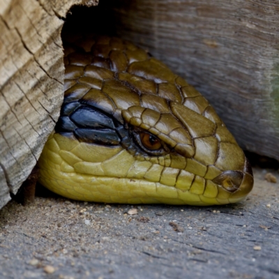 Tiliqua scincoides scincoides (Eastern Blue-tongue) at GG179 - 17 Feb 2024 by KorinneM