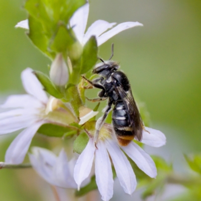 Lipotriches (Austronomia) ferricauda (Halictid bee) at ANBG - 17 Feb 2024 by KorinneM