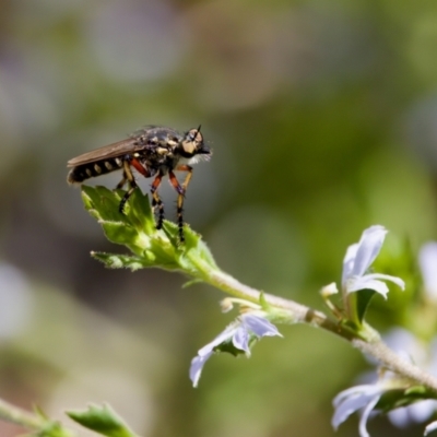 Thereutria amaraca (Spine-legged Robber Fly) at GG238 - 17 Feb 2024 by KorinneM