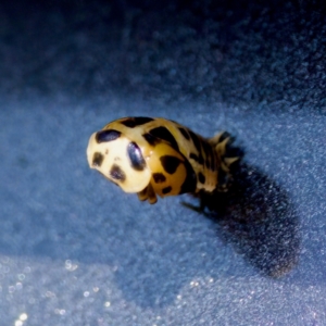 Harmonia conformis at Florey, ACT - suppressed