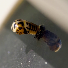 Harmonia conformis at Florey, ACT - suppressed