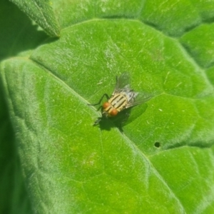 Sarcophaga sp. (genus) at Burnside, QLD - suppressed