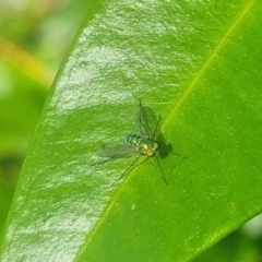 Dolichopodidae (family) (Unidentified Long-legged fly) at Burnside, QLD - 16 May 2024 by clarehoneydove