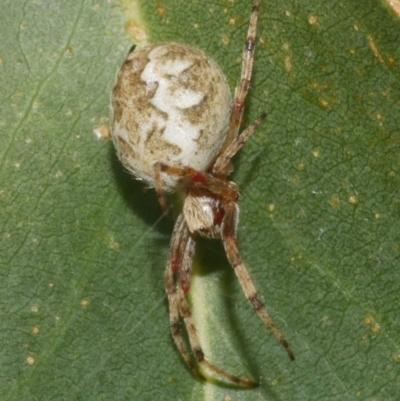 Araneus hamiltoni (Hamilton's Orb Weaver) at WendyM's farm at Freshwater Ck. - 7 Apr 2023 by WendyEM