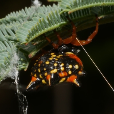 Austracantha minax (Christmas Spider, Jewel Spider) at WendyM's farm at Freshwater Ck. - 7 Apr 2023 by WendyEM