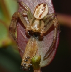 Australomisidia cruentata (Blood-stained Flower Spider) at WendyM's farm at Freshwater Ck. - 7 Apr 2023 by WendyEM