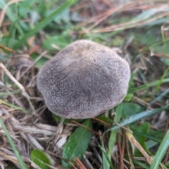 Tricholoma terreum (Grey Knight or Dirty Tricholoma) at Giralang, ACT - 16 May 2024 by AlexGM