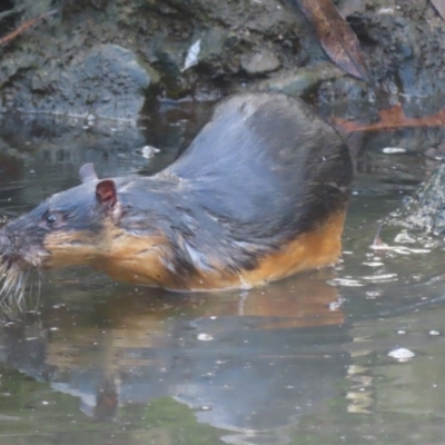 Hydromys chrysogaster (Rakali or Water Rat) at Wingecarribee Local Government Area - 16 May 2024 by SandraH