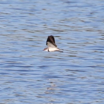 Charadrius melanops (Black-fronted Dotterel) at Fyshwick, ACT - 15 May 2024 by RodDeb