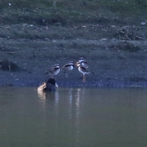 Charadrius melanops at Fyshwick, ACT - 15 May 2024 03:16 PM