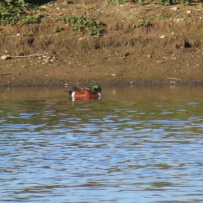 Anas castanea (Chestnut Teal) at Fyshwick, ACT - 15 May 2024 by RodDeb