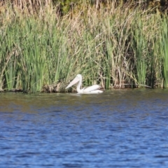 Pelecanus conspicillatus at JER530: JWs - Silt Trap North - 15 May 2024