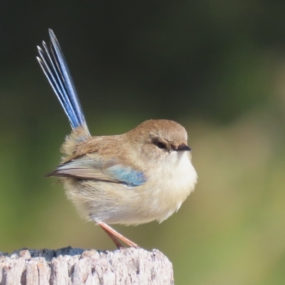 Malurus cyaneus (Superb Fairywren) at Fyshwick, ACT - 15 May 2024 by RodDeb