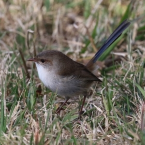 Malurus cyaneus at Jerrabomberra Wetlands - 15 May 2024