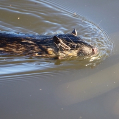 Hydromys chrysogaster (Rakali or Water Rat) at JER530: JWs - Silt Trap North - 15 May 2024 by RodDeb