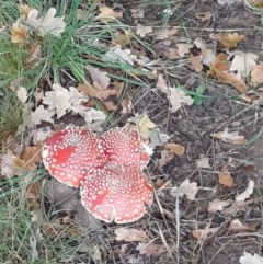 Amanita muscaria (Fly Agaric) at Ainslie volcanic grassland - 5 May 2024 by annmhare