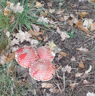 Amanita muscaria (Fly Agaric) at Ainslie volcanic grassland - 5 May 2024 by annmhare