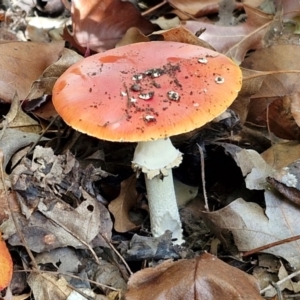 Amanita muscaria at Sullivans Creek, Lyneham South - 16 May 2024 12:37 PM