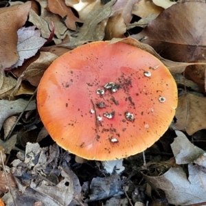 Amanita muscaria at Sullivans Creek, Lyneham South - 16 May 2024 12:37 PM