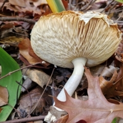 Amanita muscaria at Sullivans Creek, Lyneham South - 16 May 2024 12:37 PM