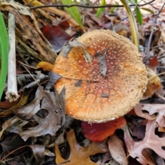 Amanita muscaria at Sullivans Creek, Lyneham South - 16 May 2024 12:37 PM