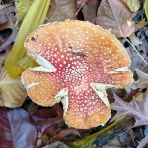 Amanita muscaria at Sullivans Creek, Lyneham South - 16 May 2024 12:37 PM