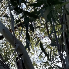 Eucalyptus sp. (A Gum Tree) at National Arboretum Forests - 16 May 2024 by lbradley