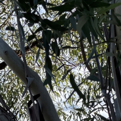 Eucalyptus sp. (A Gum Tree) at National Arboretum Forests - 16 May 2024 by lbradley