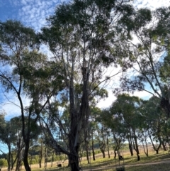 Eucalyptus sp. at National Arboretum Forests - 16 May 2024 03:37 PM